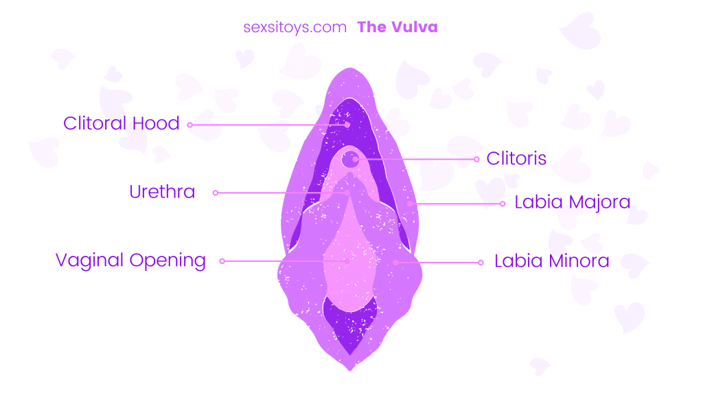 Vulva Diagram - Female anatomy & diagram how to locate the clitoris